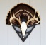 Do-all Strut-n-skull Turkey - Fan-european Skull Mount